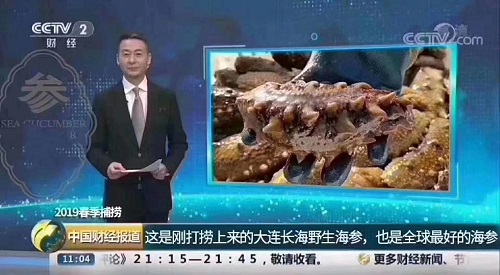 全球最好的海参